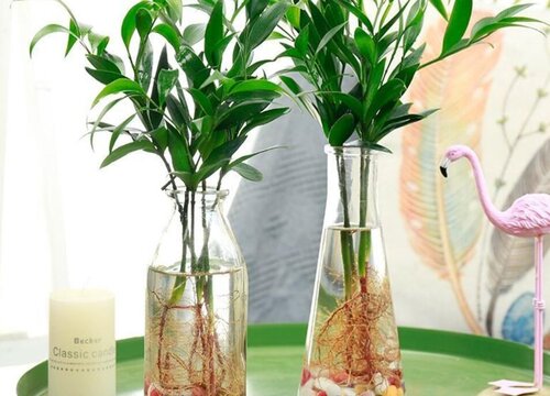 驱蚊竹真的驱蚊吗