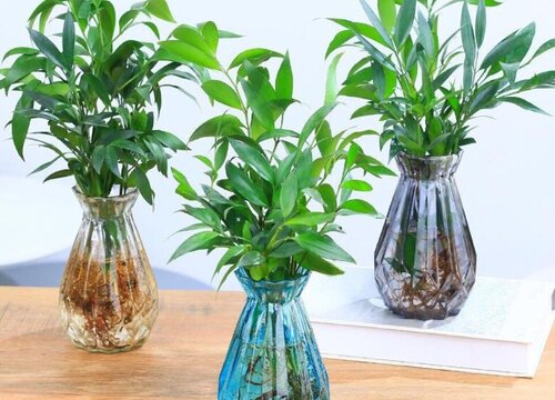 驱蚊竹真的驱蚊吗