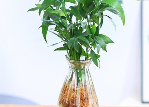 驱蚊竹真的驱蚊吗