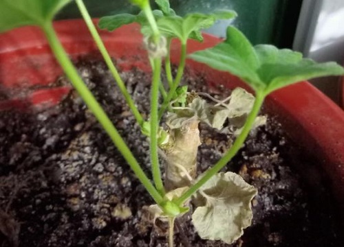 天竺葵为什么不开花只长叶