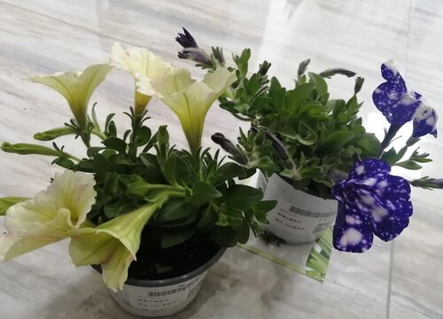 矮牵牛花怎么度夏安全