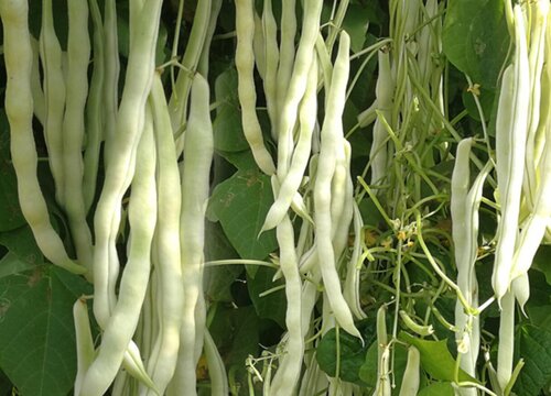 露天芸豆什么时候种植最好