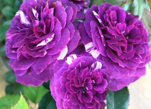 芬芳宝石月季是藤本还是灌木