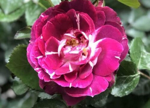 芬芳宝石月季是藤本还是灌木