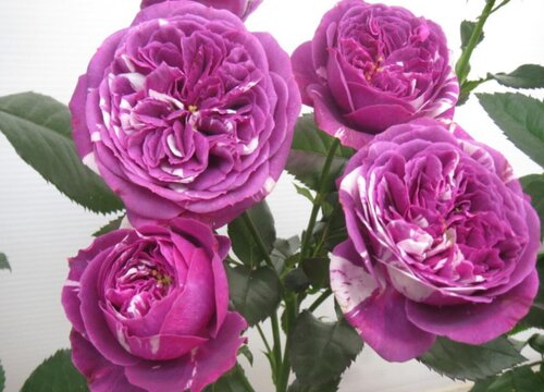 芬芳宝石月季是藤本还是灌木