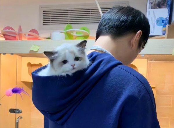 布偶猫是哪个国家的品种