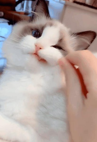 布偶猫是哪个国家的品种