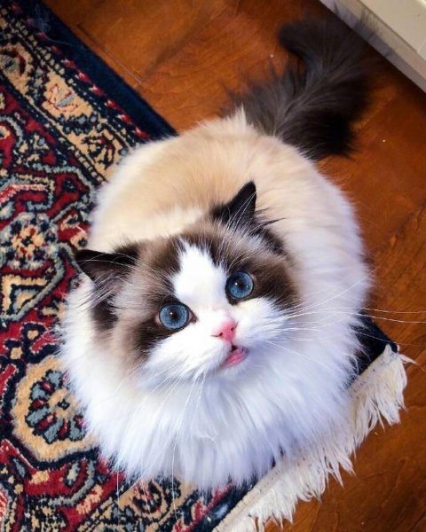 布偶猫是哪个国家的品种