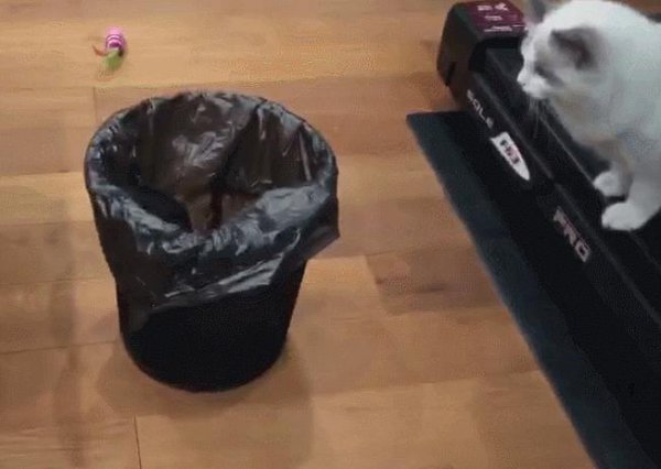 布偶猫是哪个国家的品种