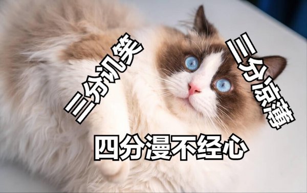 布偶猫是哪个国家的品种