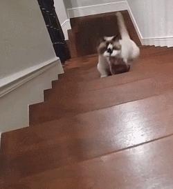 布偶猫是哪个国家的品种