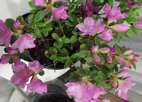 杜鹃花在北方如何更好的养护