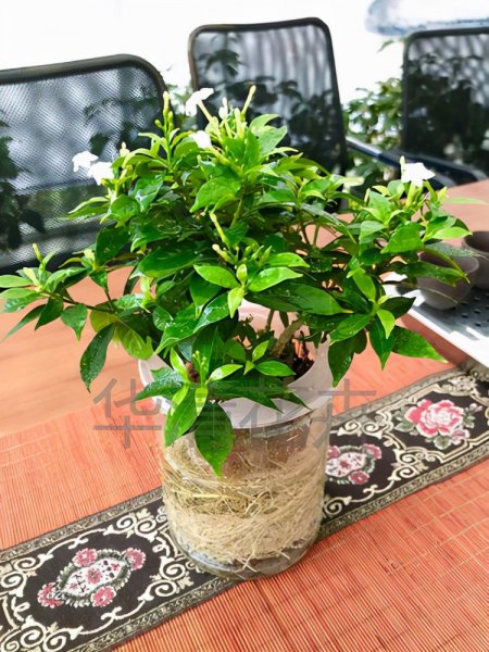 风车茉莉能水培吗