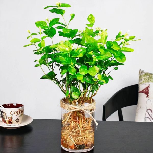 风车茉莉能水培吗