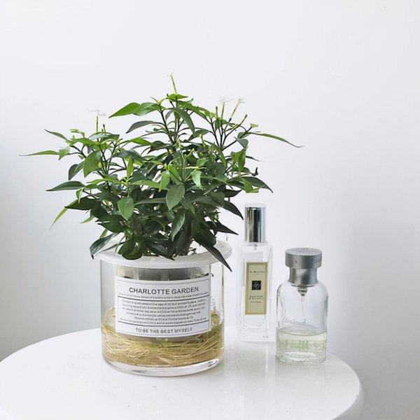 风车茉莉能水培吗