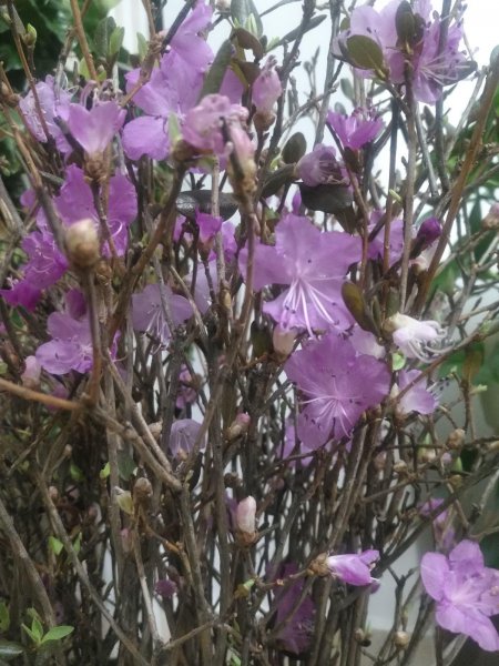 干枝杜鹃国家二级保护植物