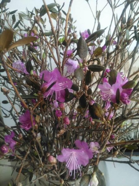 干枝杜鹃国家二级保护植物