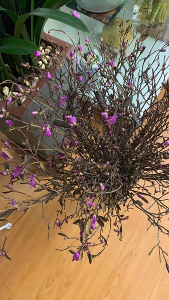 干枝杜鹃国家二级保护植物