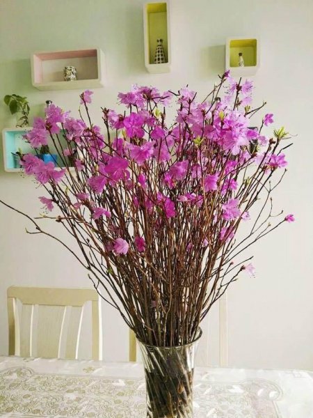 干枝杜鹃国家二级保护植物