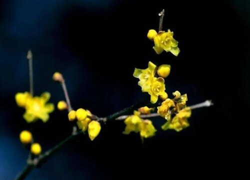 腊梅催花时间和方法