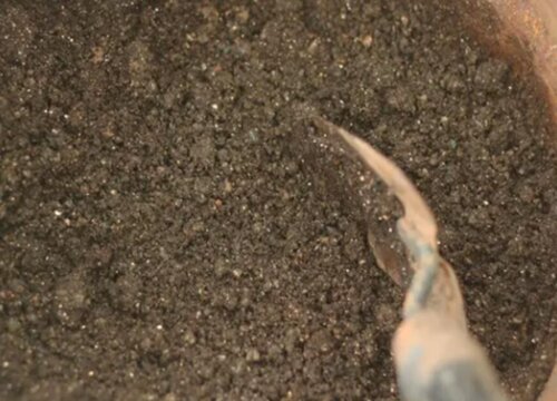 人的粪便可以做肥料吗