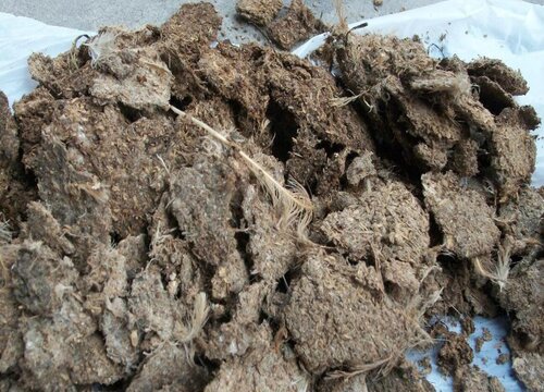 人的粪便可以做肥料吗