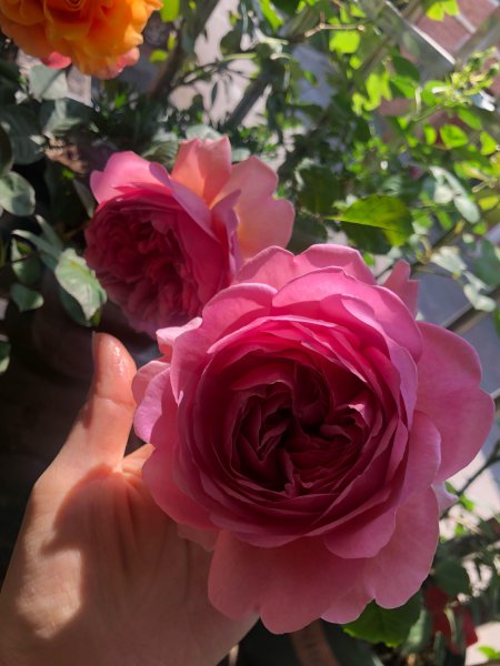 肯特公主月季特点介绍