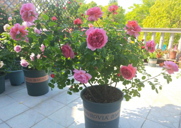 肯特公主月季特点介绍