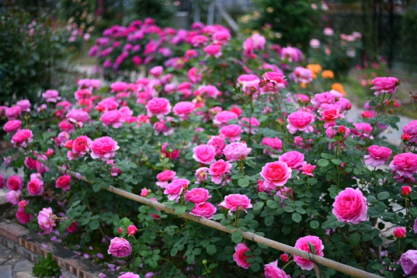 肯特公主月季特点介绍