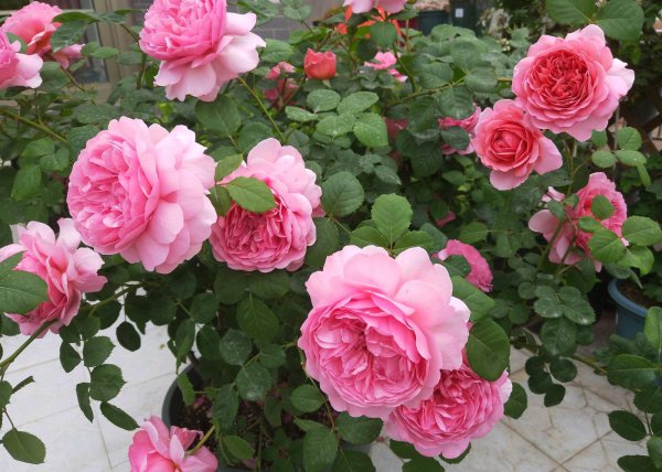 肯特公主月季特点介绍