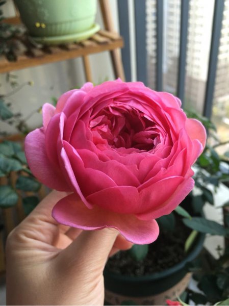 肯特公主月季特点介绍