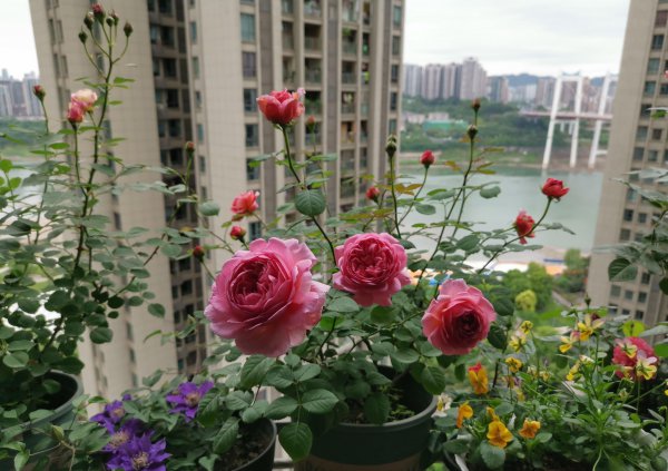 肯特公主月季特点介绍