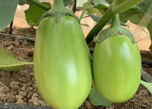 茄子长在什么地方