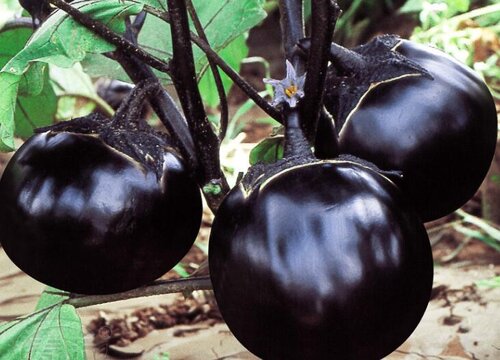 茄子长在什么地方