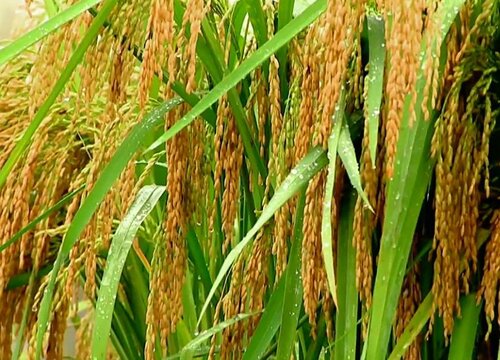 杂交水稻是什么意思