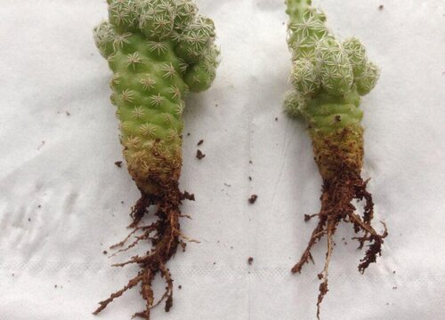 养殖花卉总烂根需要注意哪些养殖小细节