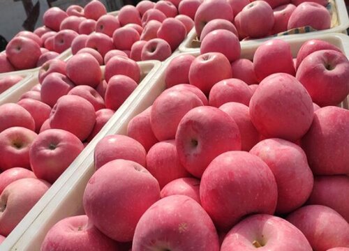 苹果是热性还是凉性