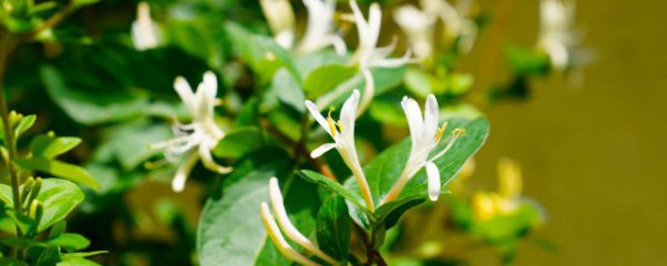 三叶草种植养护方法