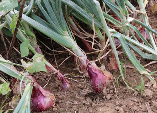 洋葱的生长过程