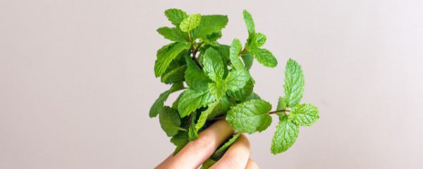 薄荷泡水怎么泡出清凉味