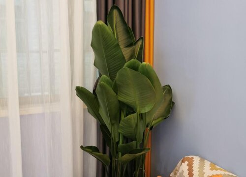 鹤望兰如何上盆根壮叶茂