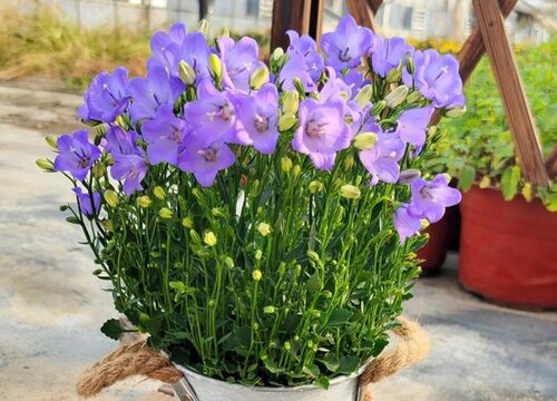 丹麦风铃花好养吗