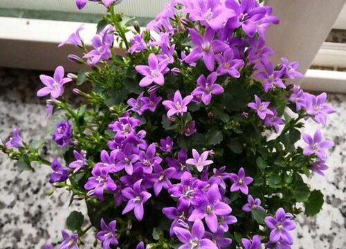 丹麦风铃花好养吗