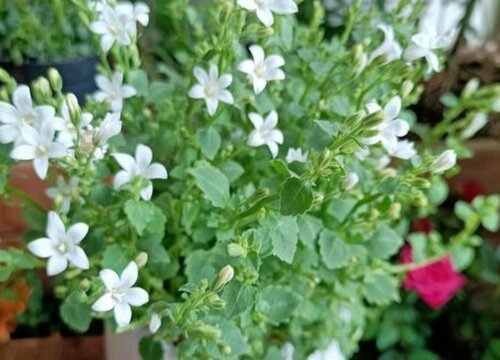 丹麦风铃花好养吗
