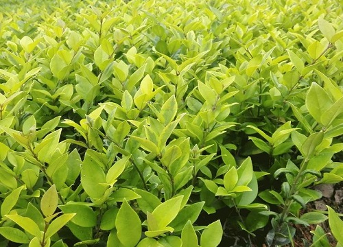 女贞是什么花序类型