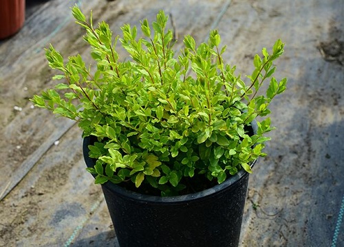 女贞是什么花序类型