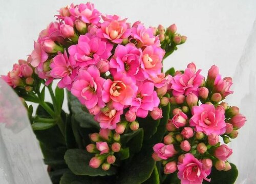 长寿花为什么不开花