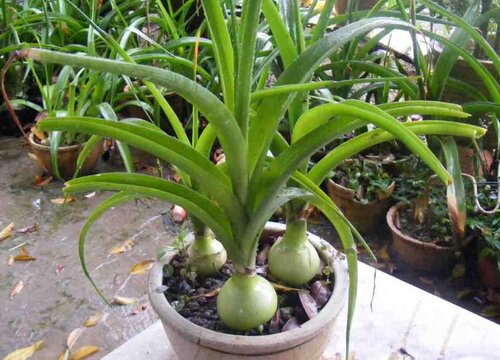 葫芦兰会开花吗