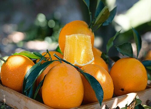 进口橙子的品种排名