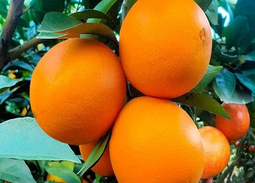 进口橙子的品种排名